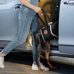 Comfort Lift Harness for Large Dogs' Back Legs