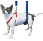 GINGERLEAD Sling Support Harness for Small Dogs
