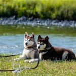 Heavy Duty Dog Tie Out Stake with 360° Handle