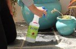Organic Cat Repellent Spray for Outdoor Use