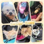 Breathable Pet Sling Carrier for Small Dogs & Cats