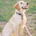 Pink Reflective Dog Leash with Neoprene Handle