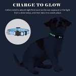 14-Piece Glow in the Dark Puppy Collar Set