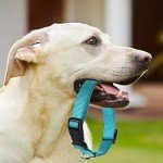 Amylove 27-Piece Adjustable Dog Collar Set