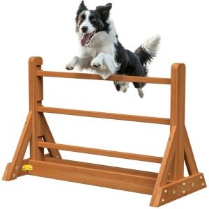 Dog Agility Training Set for Backyard Fun