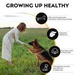 Backyard Dog Agility Training Kit with Tunnel & More