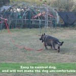 Durable Nylon Dog Training Leash - 10 Feet