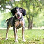 All-Natural Dog Scram Granular Repellent, 3.5 lb