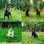 Dog Tie Out Cable and Stake for Large Dogs