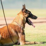 Strong 7ft Slip Lead Dog Leash for Training