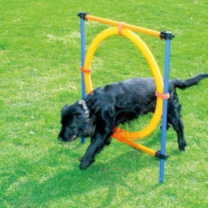 Pawise Puppy Agility Training Kit for Outdoors