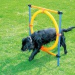 Pawise Puppy Agility Training Kit for Outdoors