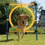 Pawise Puppy Agility Training Kit for Outdoors