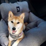 Cozy Travel Bed & Car Seat for Small Dogs