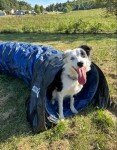 16ft Heavy Duty PVC Dog Agility Tunnel
