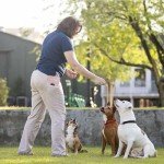 KATOZOO Waterproof Dog Treat Pouch with Clip