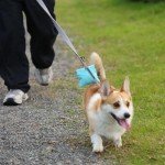 COSOWO Hands-Free Dog Treat Training Pouch - Blue