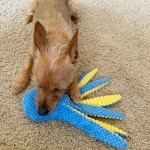 Plush Dog Squeaky Toys - Ocean Animal Set