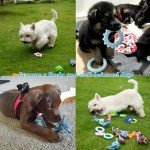 20-Piece Blue Puppy Toy Pack for Small Breeds