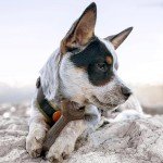 Benebone Holiday Dog Chew Toys 4-Pack