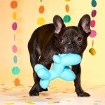 BARK Bob The Balloon Dog Toy - Medium