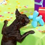 BARK Bob The Balloon Dog Toy - Medium