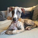 Nylabone Puppy Starter Kit: 2 Chew Toys & Treat