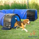 Complete Backyard Dog Agility Course Set