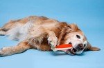 Hartz Tuff Bone Chew Toys for Puppies - 3 Pack