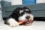Hartz Tuff Bone Chew Toys for Puppies - 3 Pack
