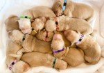 20 Pack Soft Nylon Puppy Collars for Safety