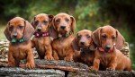 20 Pack Soft Nylon Puppy Collars for Safety