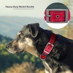 Custom Reflective Dog Collar with Name & Number