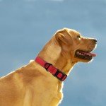 Adjustable Red Reflective Dog Collar with Safety Buckle