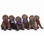 Soft Nylon Puppy Collars with ID Tags and Charts