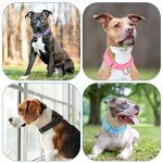 12-Pack Adjustable Martingale Collars for Medium Dogs