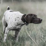 SportDOG 825X Remote Dog Training Collar