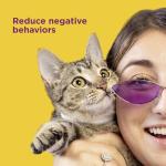 Calming Collars for Cats - 60 Days of Calm