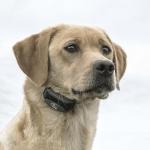 SportDOG FieldTrainer 425X Remote Dog Trainer Collar