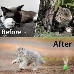 Peppermint Oil Cat Repellent for Home & Yard