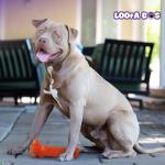 Multipet Loofa Squeaky Dog Toy - 6 Inch