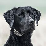 SportDOG WetlandHunter 425X Remote Training Collar