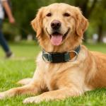 Soft Adjustable PU Leather Dog Collar for All Sizes