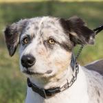 Herm Sprenger Quick Release Training Dog Collar