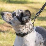 Herm Sprenger Quick Release Training Dog Collar