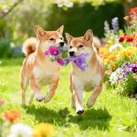 Squeaky Crinkle Dog Toys - 5 Pack Set