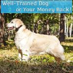 PetSpy Waterproof Shock Collar for Dog Training