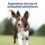 PetSafe Remote Training Collar for Off-Leash Dogs