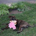 SPOT Tabbie Lambie Calming Dog Toy, 12in