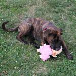 SPOT Tabbie Lambie Calming Dog Toy, 12in